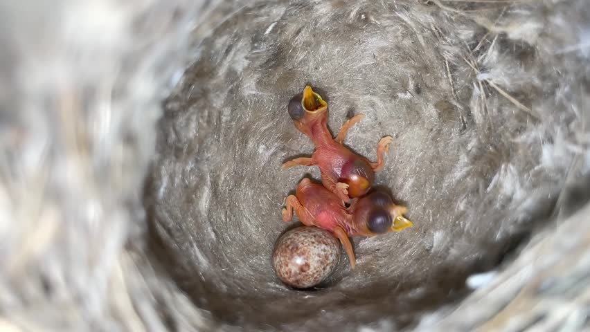 801 Bird Life Cycle Stock Videos