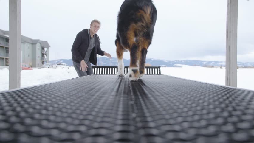 Dog Jumping off a Table