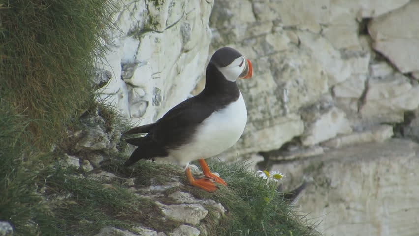 Atlantic puffin (Fratercula arctica), Papey Island