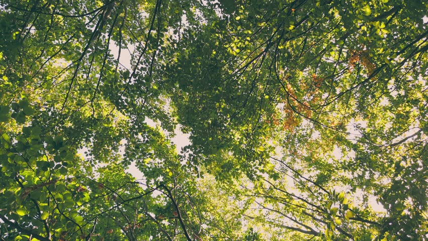 young green forest in the summer, shot vertically Royalty-Free Stock Footage #1101457437