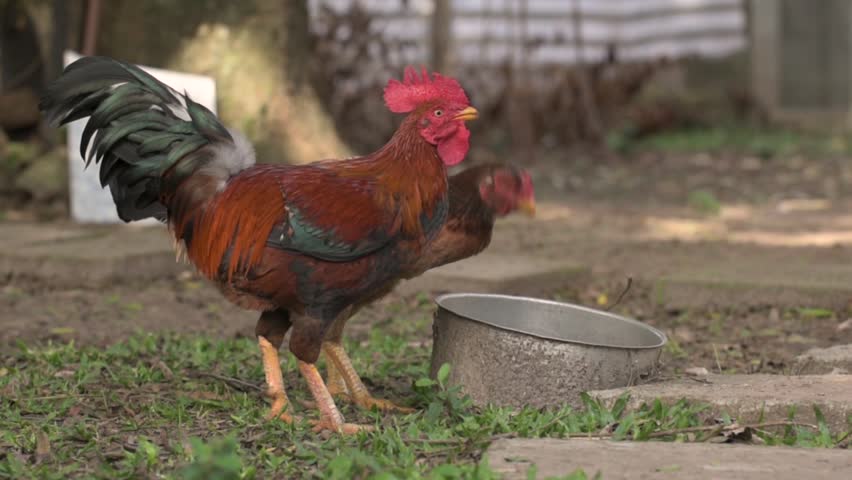 Free-range rooster and chickens drinking water Royalty-Free Stock Footage #1101458581