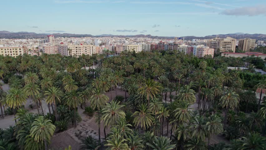 Elche city surrounded by palm trees at sunrise in a good weather morning. Drone aereal shot.