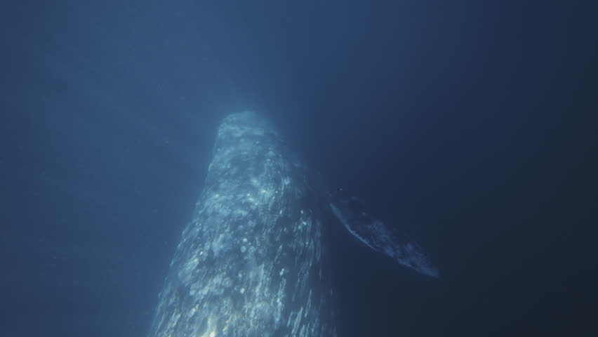 Boat and Underwater Gray Whale blows a fountain of Mexico water up and creates a rainbow. Beautiful endangered Grey whale diving down in deep green ocean waters. Slow motion 4K wildlife nature Royalty-Free Stock Footage #1101461021
