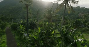 Foggy landscape tropical rain forest jungle island Bali on background majestic