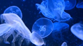 Relaxing underwater video of floating luminescent jellyfish or medusa in fluorescent light