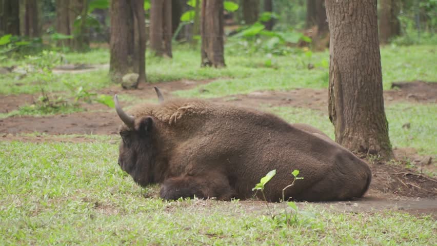 A bison lying in the grass