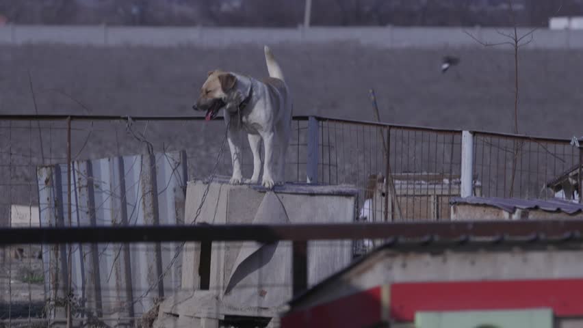 The dog climbed into his booth and guards the territory of the shelter for disabled dogs