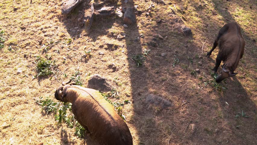 Motithang Takin Preserve with national animal of Bhutan called Takin in Thimphu, Bhutan