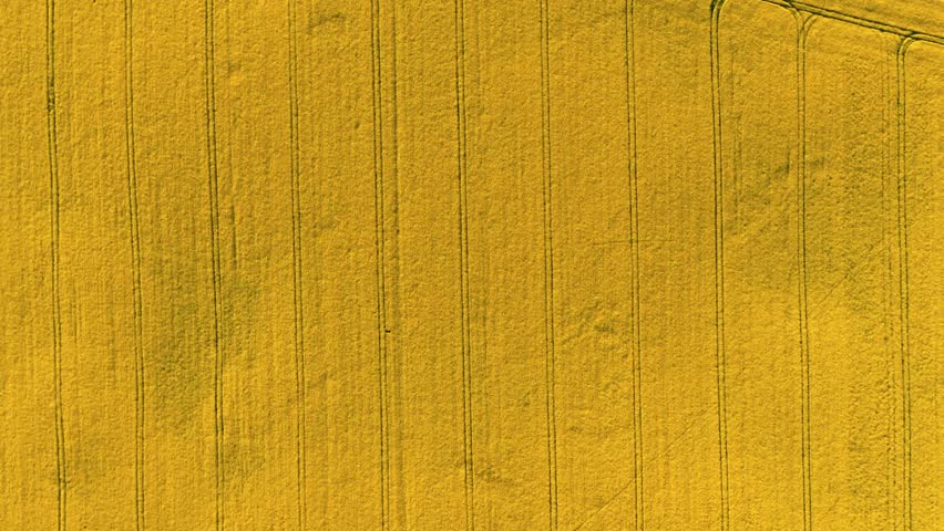 Top down view of yellow and green field in countryside. Aerial view of agriculture in Poland.
