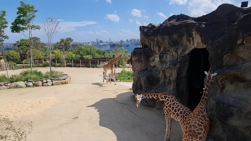 Giraffes at Taronga Zoo Sydney. Video with sound.