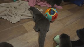 This video shows a group of cute pet otters playing together on a floor with towels and toys.