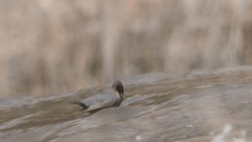 Slow motion video of an American Dipper foraging for aquatic insects in shallow water in the Virgin river in Zion Nat. park, Utah, USA. Water streams over it's back in a sphere as it hunts.