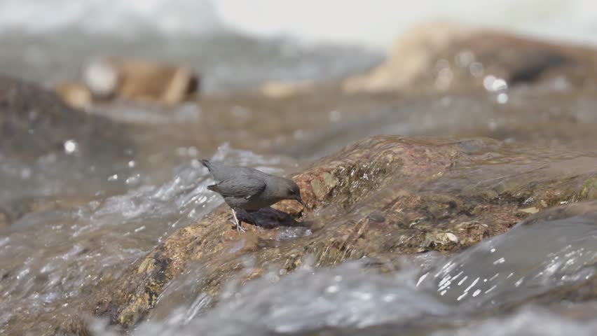 An American Dipper stands in the shallow rushing water of the Virgin River in Zion Nat. park Utah, USA, while it bobs down to catch insects on the surface of the rocks below the water. Royalty-Free Stock Footage #1101479585