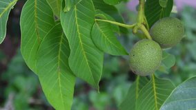 Ripe walnut hanging on a tree branch. Growing fruits in a orchard.