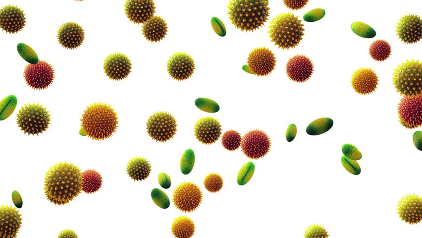 Floating airborne pollen particles isolated on white. Pollen allergy is also known as hay fever or allergic rhinitis