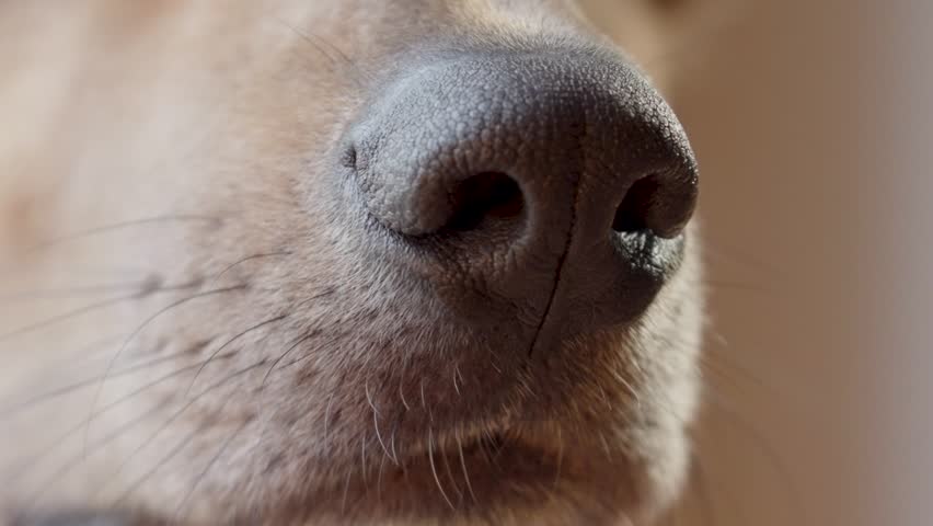 Closeup muzzle of a dog