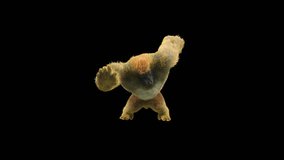 Gorilla Dancing, 3d rendering, Animation Loop composition 3d mapping cartoon, Included in the end of the clip with Alpha matte.