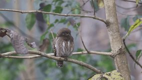 Asian barred owlet. 4k resolution footage without editing.this video was taken from Bangladesh.