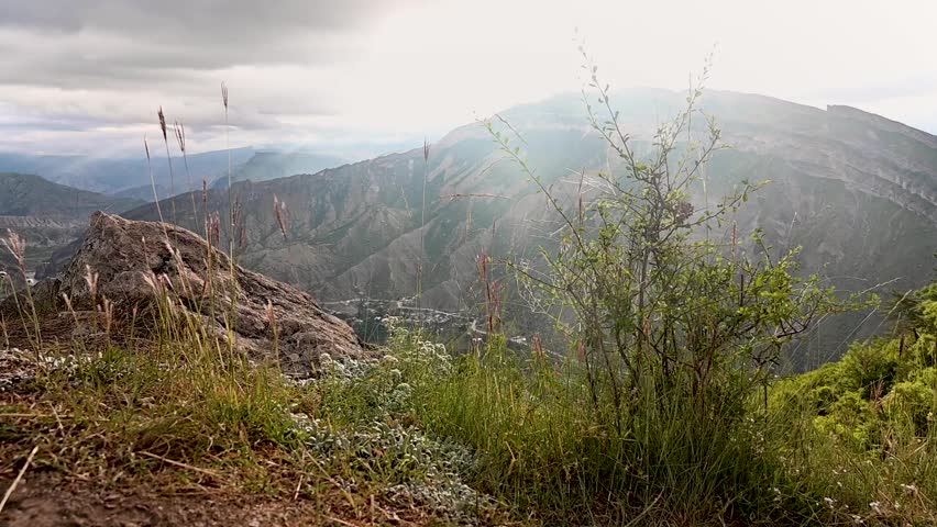 Beautiful landscape in the mountains with flowers and bush close up on summer sunny day. Dagestan, Russia 