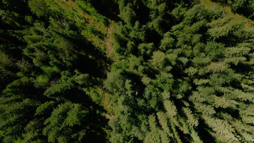 Aerial view of Jasper Provincial Park Rocky Mountains evergreen forests Alberta Canada