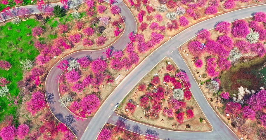 Aerial view of plum flowers forest and curved road. colorful plum flower in spring park.