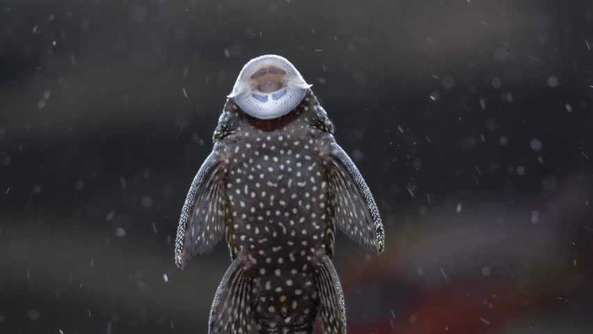 Catfish on the aquarium glass | Shutterstock HD Video #1101497803