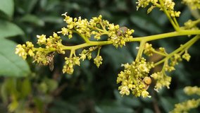 Video showing tiny flowers on a litchi twig with a lot of insects feeding on them and pollinating clicked on a hazy day against natural background 