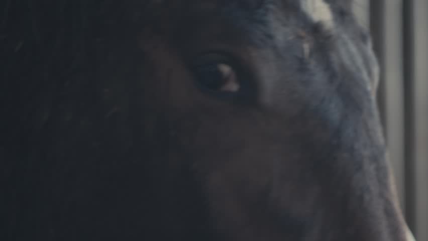 Cinematic HandHeld Close Up Shot of a Horse staring into a Vintage Lens