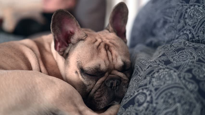 A tired French Bulldog, lies in the bed struggling not to fall asleep.