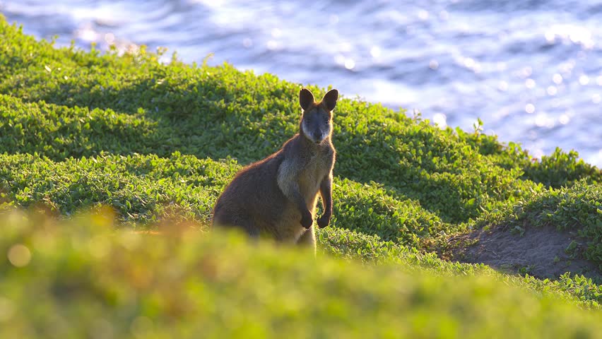 Сurious wallaby kangaroo in a natural habitat, Phillip Island, Victoria, Australia Royalty-Free Stock Footage #1101507419