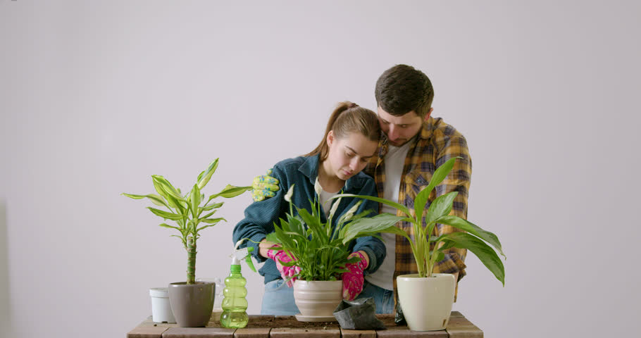 Two young and cheerful lovers replant indoor flowers. A young and harmonious family in work shirts plants more green flowers. Two lovers work together and take care of the plants in the house