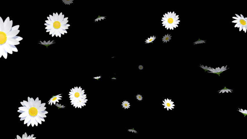 Alpha channel file - Blowing depth animation, margaret flower particles 