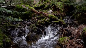 Tranquil Stream in Pristine peaceful Woods of Sweden: Calming Nature Footage for Wellness, Yoga, Stress-relief and sleep Videos.