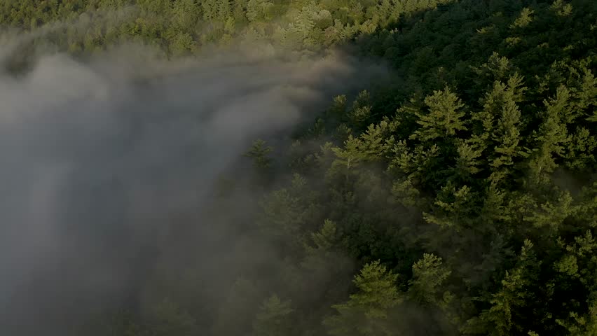 Mountainside mist at daybreak in the wilderness