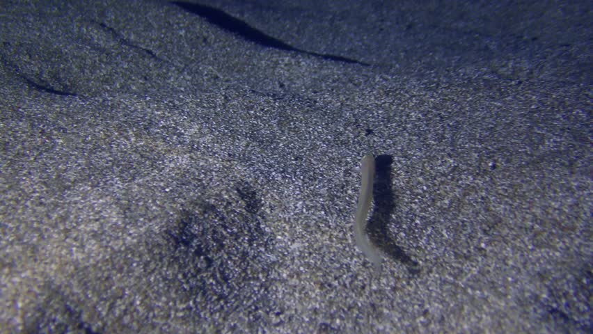 Snake blenny or Cusk eel (Ophidion barbatum) swims above the sandy bottom.