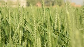 4k footage of wheat grain field. Green fresh wheat ear buds. Wheat grain ears dancing in the Air. Cereal grain video landscape Punjab Pakistan. Natural environment. Selective focus. Barley field. 