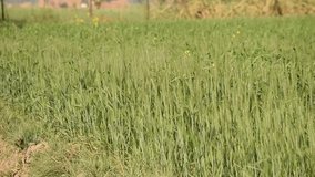 4k footage of wheat grain field. Green fresh wheat ear buds. Wheat grain ears dancing in the Air. Cereal grain video landscape Punjab Pakistan. Natural environment. Selective focus. Barley field. 