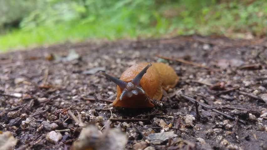 Slippery brown slug with an orange head crawls along the forest path. Red wood slug (Arion rufus) on the street during the day. Royalty-Free Stock Footage #1101519053