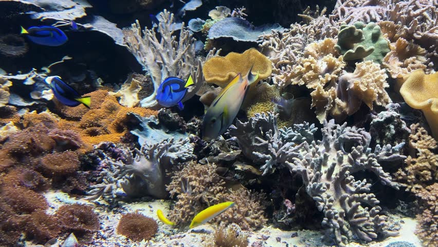 Tropical fish in blue ocean, yellow and blue fishes in water diving