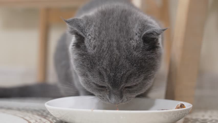 a cute and funny kitten of a British shorthaired cat eats food from a saucer. curiosity and playfulness of kittens. Royalty-Free Stock Footage #1101521699