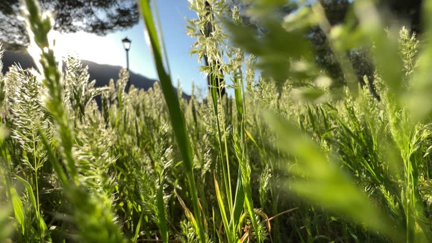 Movement through green tall grass and wildflowers against the backdrop of mountains | Shutterstock HD Video #1101522525