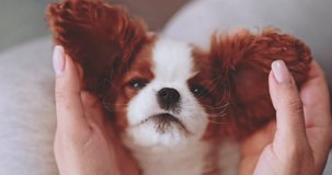 Playing Peekaboo With Puppy In Womans' Hands. SLOW MOTION. Having fun with little baby dog. Cavalier King Charles Spaniel pup looking surprised. Happy stress free footage. Therapy dog breed.