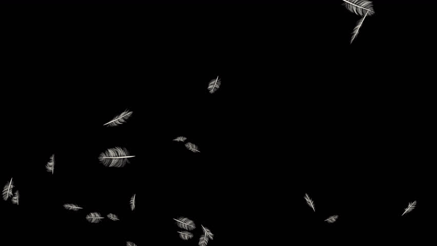 White Feather Burst with Luma Matte. 3D rendering. Feather Burst with alpha channel you can place on footage or background and easier to change colour.