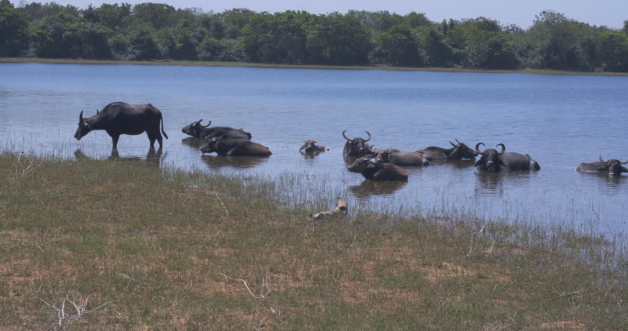 Wild buffalo escape from the heat in the lake in Udawalawe National Park Royalty-Free Stock Footage #1101530667