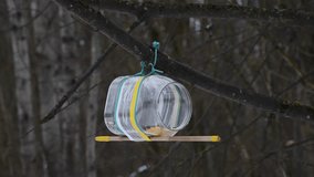 Wild Cyanistes caeruleus (Eurasian blue tit) bird with blue and yellow feathers eats seeds from bird feeder made from plastic bottle. Selective focus. Real time video. Recycled materials theme.
