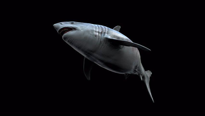 Megalodon Shark Loop 3D Animation Video Transparent Alpha