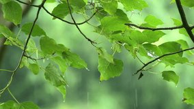 Raining shower in the dense forest, close-up of rainfall in jungle, water droplets fixed on green leaves, Raining day in tropical forest. rain drop on bodhi leaf.Heavy Rain Falling on bodhi Tree Leaf. - Powered by Shutterstock - Get 15% off with code: PIKWIZARD15
