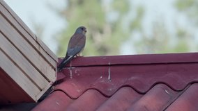 Male Lesser Kestrel (Falco naumanni) standing on a roof near his nest