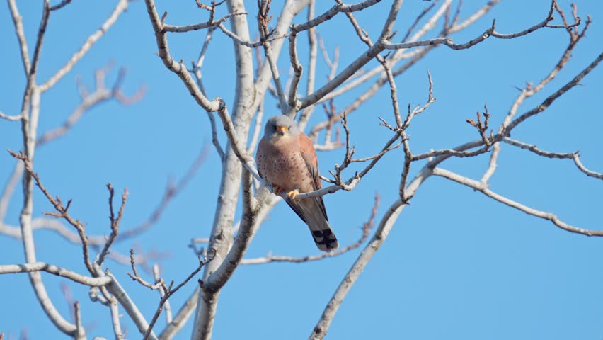 Male Lesser kestrel (Falco naumanni) perching on a tree