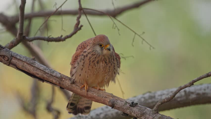 female Lesser kestrel (Falco naumanni) perching on a tree